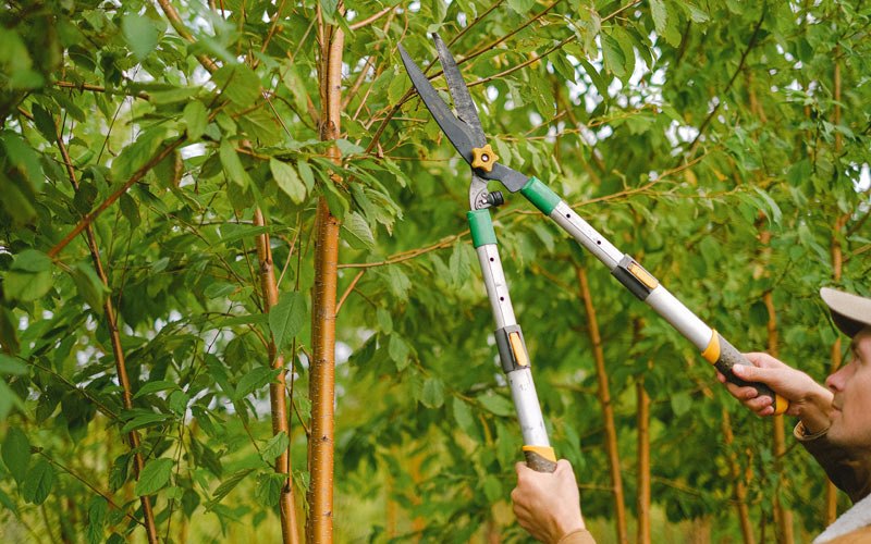 Tree trimming in Cropseyville, NY